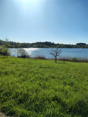 Umgebung am Schalkenmehrener Maar 19